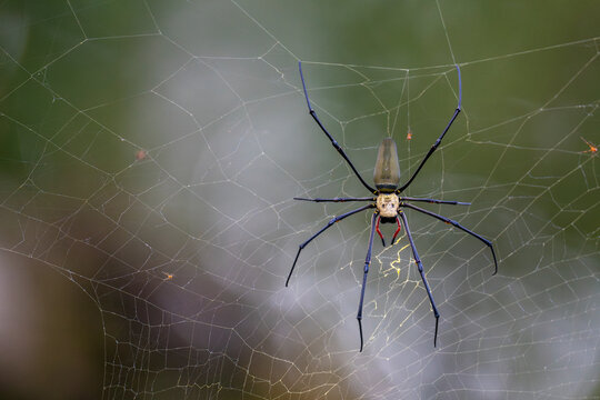 Nephila pilipes, Orb spider