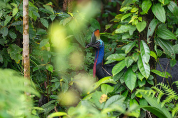Southern Cassowary