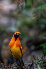 Masked bowerbird