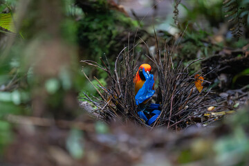 Masked bowerbird