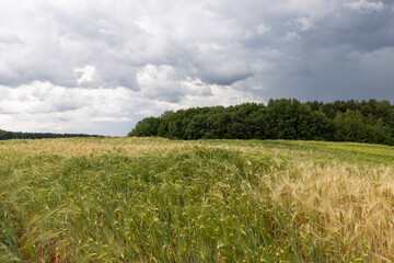 Obraz premium wheat field after a thunderstorm and rain