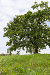 a lone oak tree growing in a field with green grass against a cloudy sky