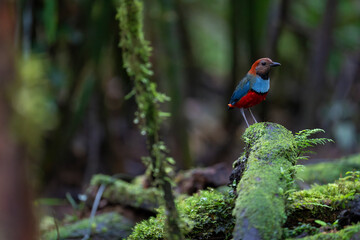 Papuan pitta, bird on the ground