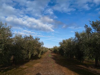 Campo de olivos 