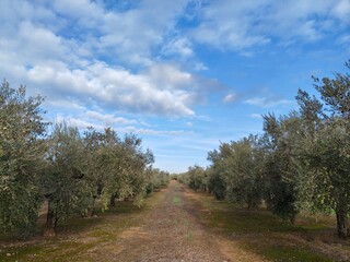 road in the forest