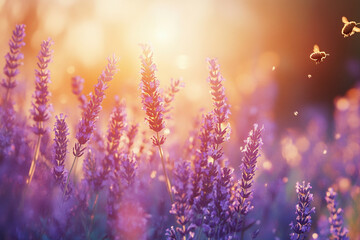 Fototapeta premium sunset in the field