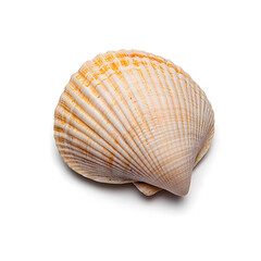 Obraz premium Sea shell isolated on white background