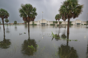 Heavy rains transform a mall parking lot into a flooded landscape, with two ducks swimming