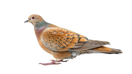 Colorful dove walking gracefully on a creative background amidst an artistic setting of green and white