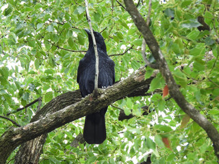 “Wild Birds in a Japanese Forest”（日本の森に住む野鳥）