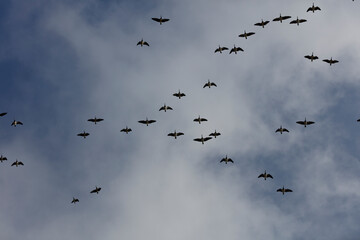 Flock of Canada geese in flight against a partly cloudy sky.  A dispersed, yet organized, migratory pattern.