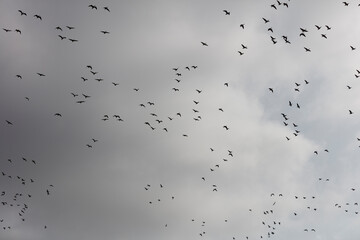 Flock of birds in flight against a gray sky.  Many geese soar through the overcast.
