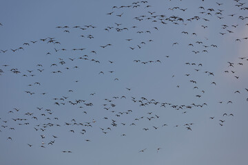 Large flock of geese in flight against a pale blue sky.  Thousands of birds in a vast aerial display.