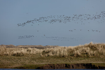 A large flock of birds, likely geese, takes flight over coastal dunes.  A tranquil scene of nature.