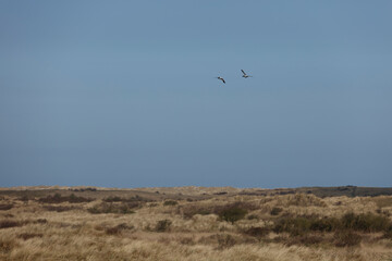 Two birds soar above a vast expanse of windswept dunes.  Clear sky dominates the upper portion.  A landscape of golden grasses and low shrubs.