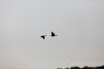 Two geese soar in a pale sky, while a flock of birds migrates below.  A tranquil, avian scene.