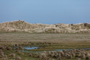 Coastal dune landscape with wading birds in flight.  Dry grasses and wetlands visible.  Blue sky.