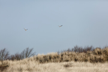 Two birds soar against a pale blue sky over a field of light tan grasses and bare trees.  Coastal scene.