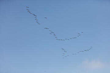 Flock of geese in flight against a clear, light blue sky.  A V-shaped migratory pattern.