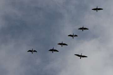 Several Canada geese soar against a cloudy sky.  A flock in flight.