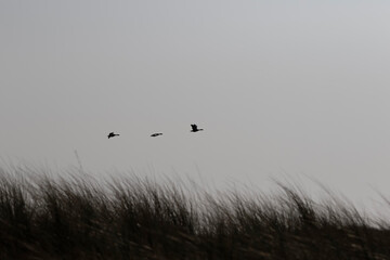 Three birds in flight against a pale sky over a field of swaying grass.  A quiet, serene scene.