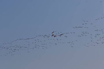 A large flock of birds, likely geese, is in flight against a pale blue sky.  Formation is visible.  A migratory pattern is implied.
