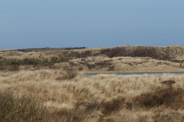 Windswept dunes and a shallow pond, showcasing varied vegetation.  Clear sky overhead.