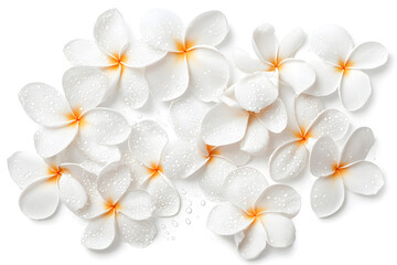 Fototapeta premium White frangipani flowers top view isolated on white background
