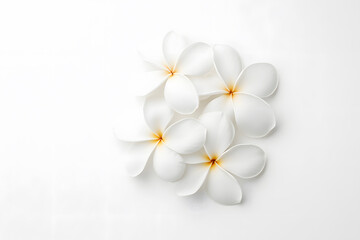 Fototapeta premium White frangipani flowers top view isolated on white background