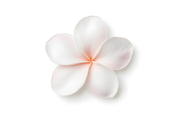 Fototapeta premium White frangipani flower top view isolated on white background