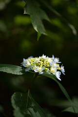 These are natural hydrangeas during the rainy season in early summer.