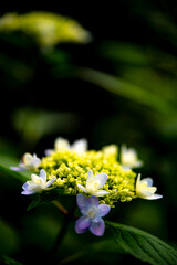 Hydrangeas in early summer are lovely.