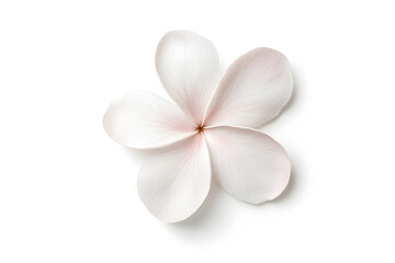 White frangipani flower top view isolated on white background