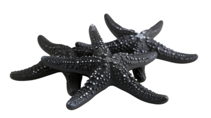 Intricate black starfish resting against a vibrant yellow backdrop creating a striking visual contrast in a coastal setting