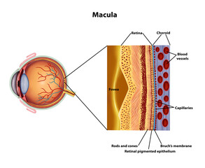 Eye Macula anatomy medical illustration 