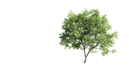Obraz premium Lush green tree contrasting with bright yellow background creates a vibrant and cheerful atmosphere
