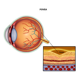 Fovea Eye anatomy medical illustration 