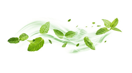 Green air swirl effect with flying mint leaves isolated on a transparent or white background