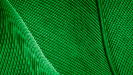 texture of a green bird feather