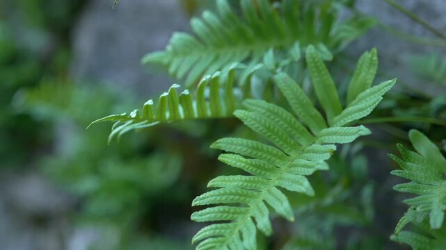 Polypodium vulgare, the common polypody, an evergreen fern (family Polypodiaceae).