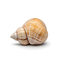 Fototapeta premium Sea shell isolated on white background