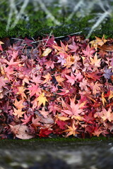 岐阜県大垣市美濃国分寺の水路に落ちた紅葉の葉っぱ