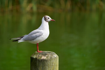 Lachmöwe (Chroicocephalus ridibundus) bei Mauser vom Sommerkleid ins Winterkleid, die braune Färbung des Kopfes verschwindet - steht auf einem alten Holzpfosten am See 