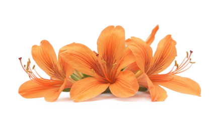 Orange flowers isolated on a white background