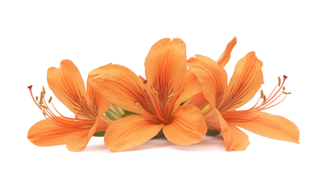 Orange flowers isolated on a white background
