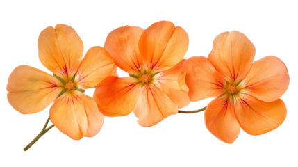 Orange flowers isolated on a white background