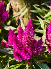 Obraz premium Parco Grotta Cascata Varone