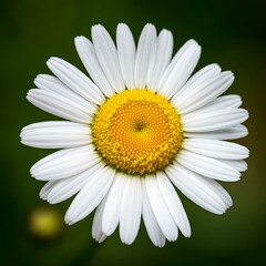 Fototapeta premium Close-Up of a Perfect White Daisy with Yellow Center