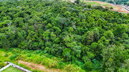 Naklejka premium Aérea mostrando uma vasta área de árvores, destacando a vegetação densa e a beleza natural da paisagem, com ênfase no verde e no ecossistema local