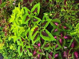 Parco Grotta Cascata Varone